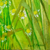 Enid Munroe “Daisies” vibrant floral oil on canvas artwork