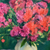 Outdoor still life oil painting with bouquet and patterned cloth