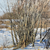 Softly rendered winter scene with bare branches and textured snow