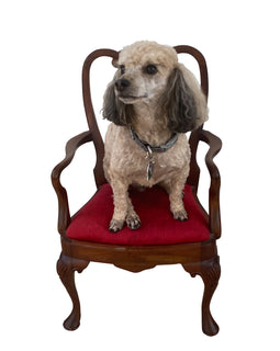 Late Nineteenth Century Georgian Style Mahogany Child’s Armchair with poodle